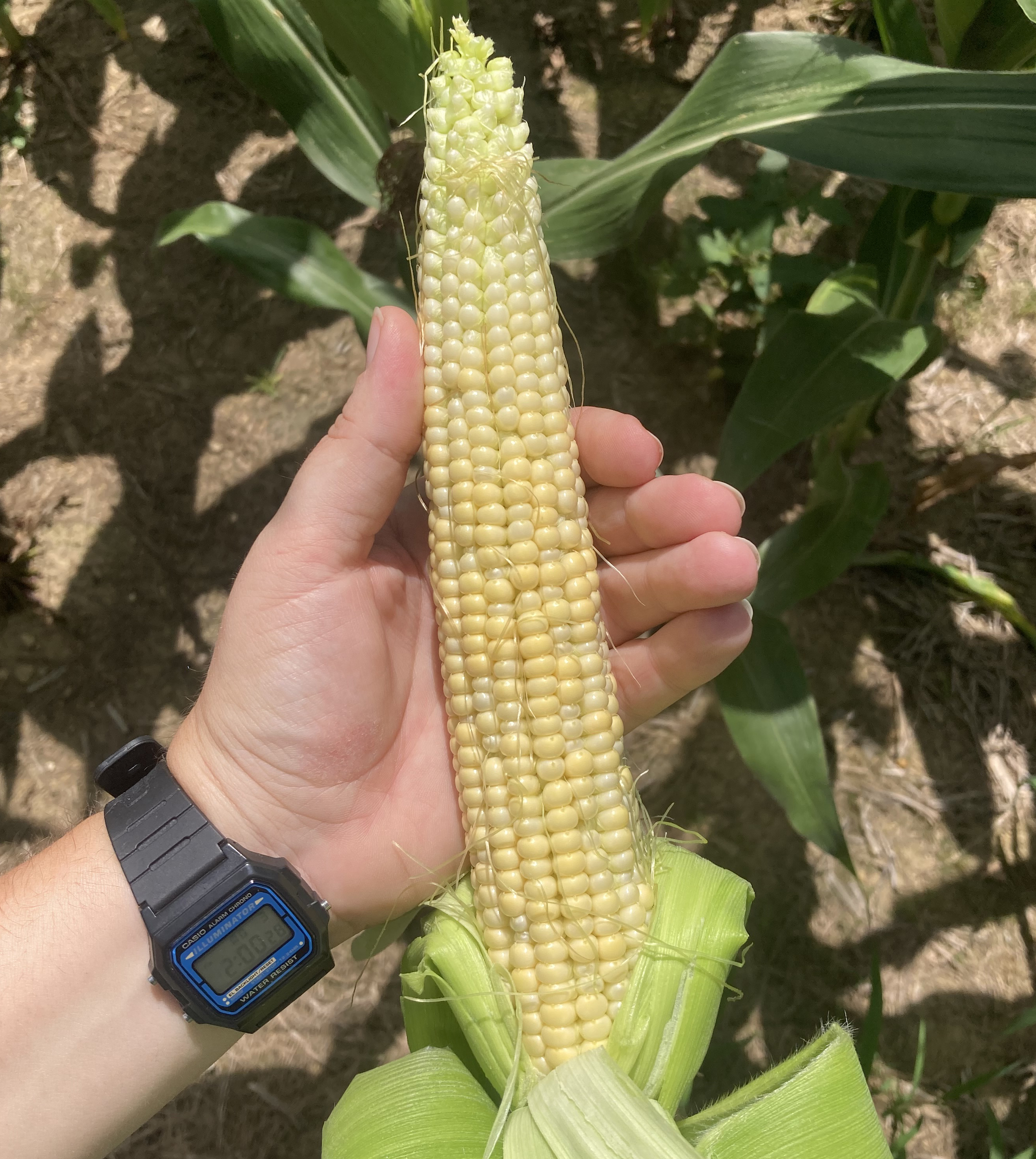 A corn at R3 growth stage.